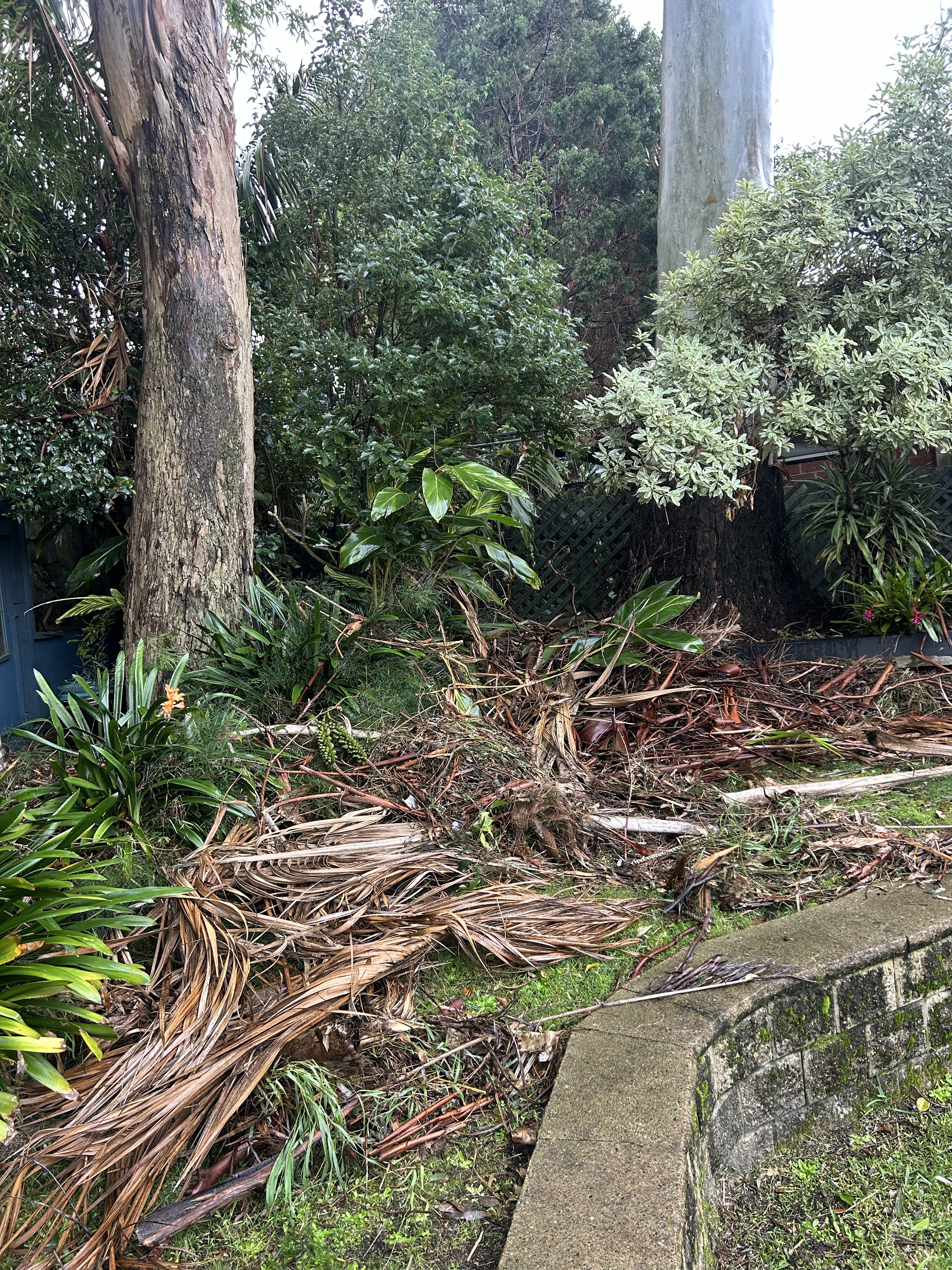 Garden bed covered with branches and palm debris before clean-up