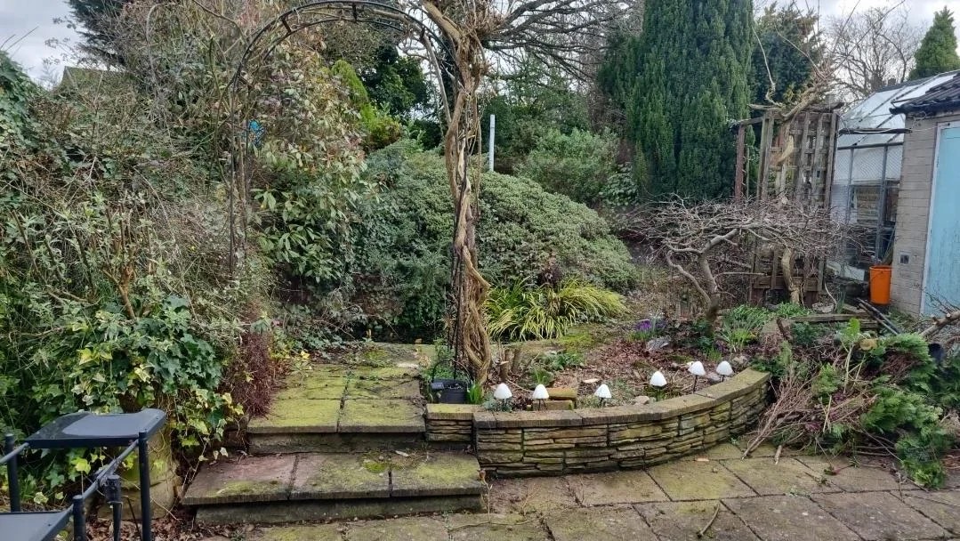 Overgrown garden before the clean-up