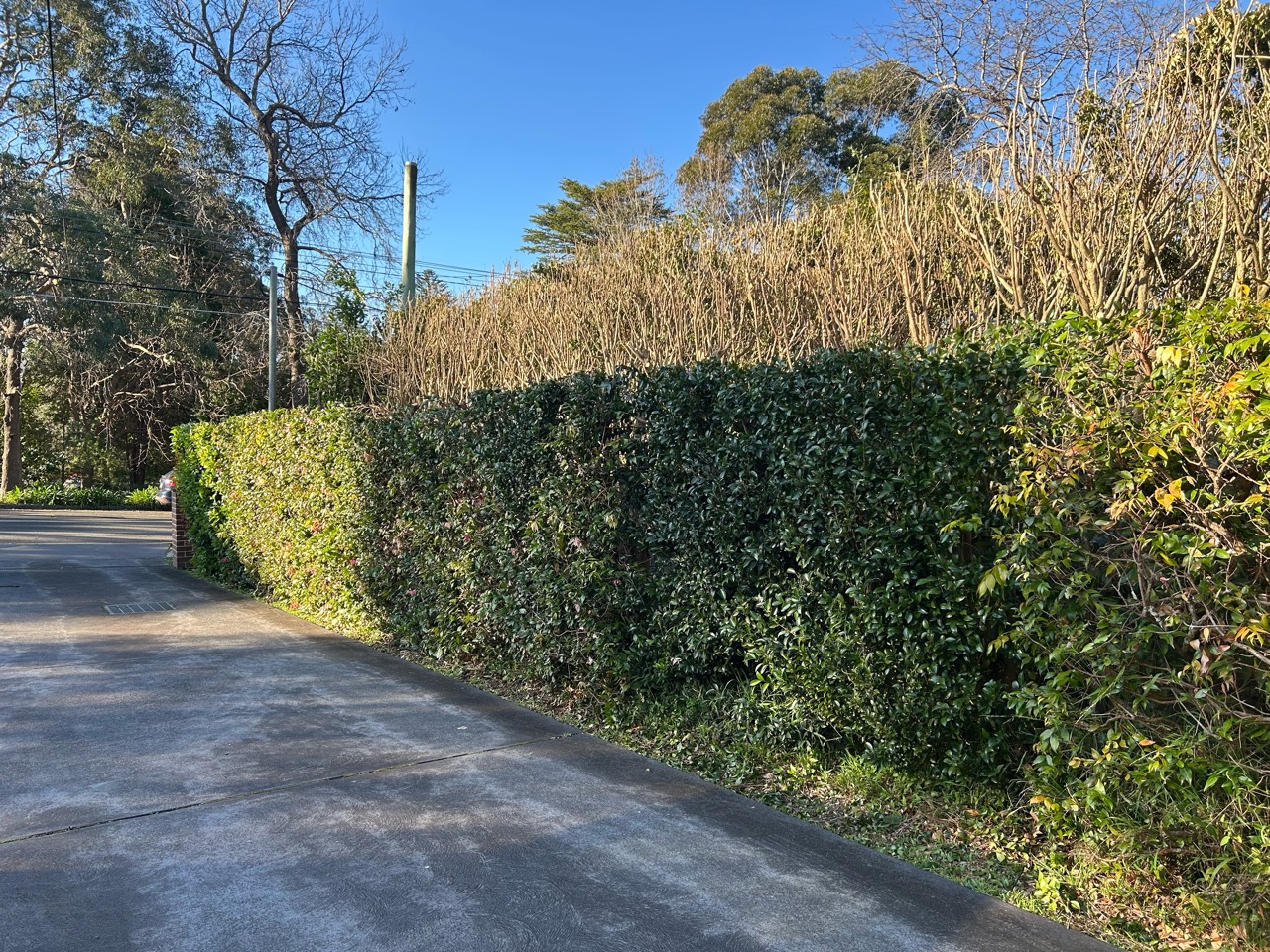 Boundary hedge after careful trimming
